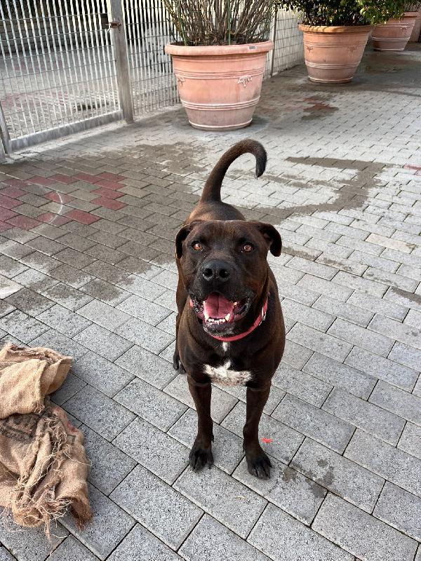 NIGEL CERCA FAMIGLIA Foto 4